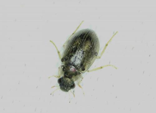 Berosus sp.